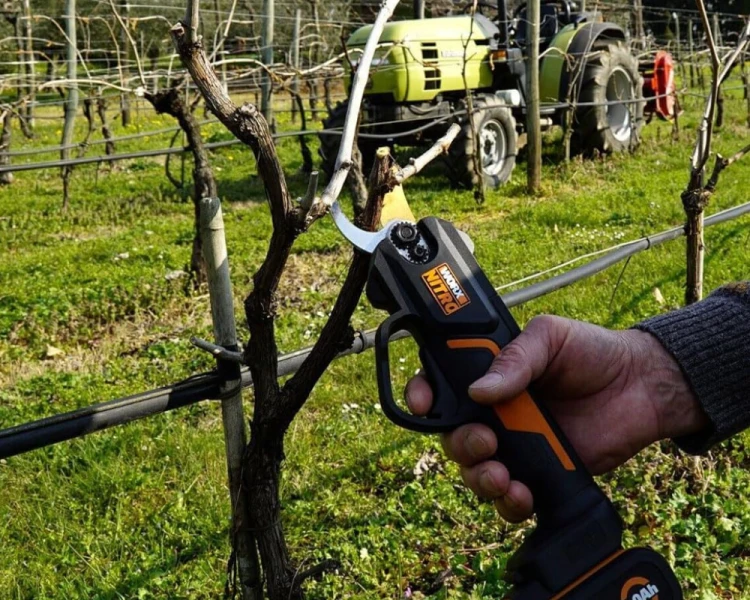 Obcinanie gałęzi w sadzie owocowym lekkim sekatorem akumulatorowym WORX WG330E.9 Nitro
